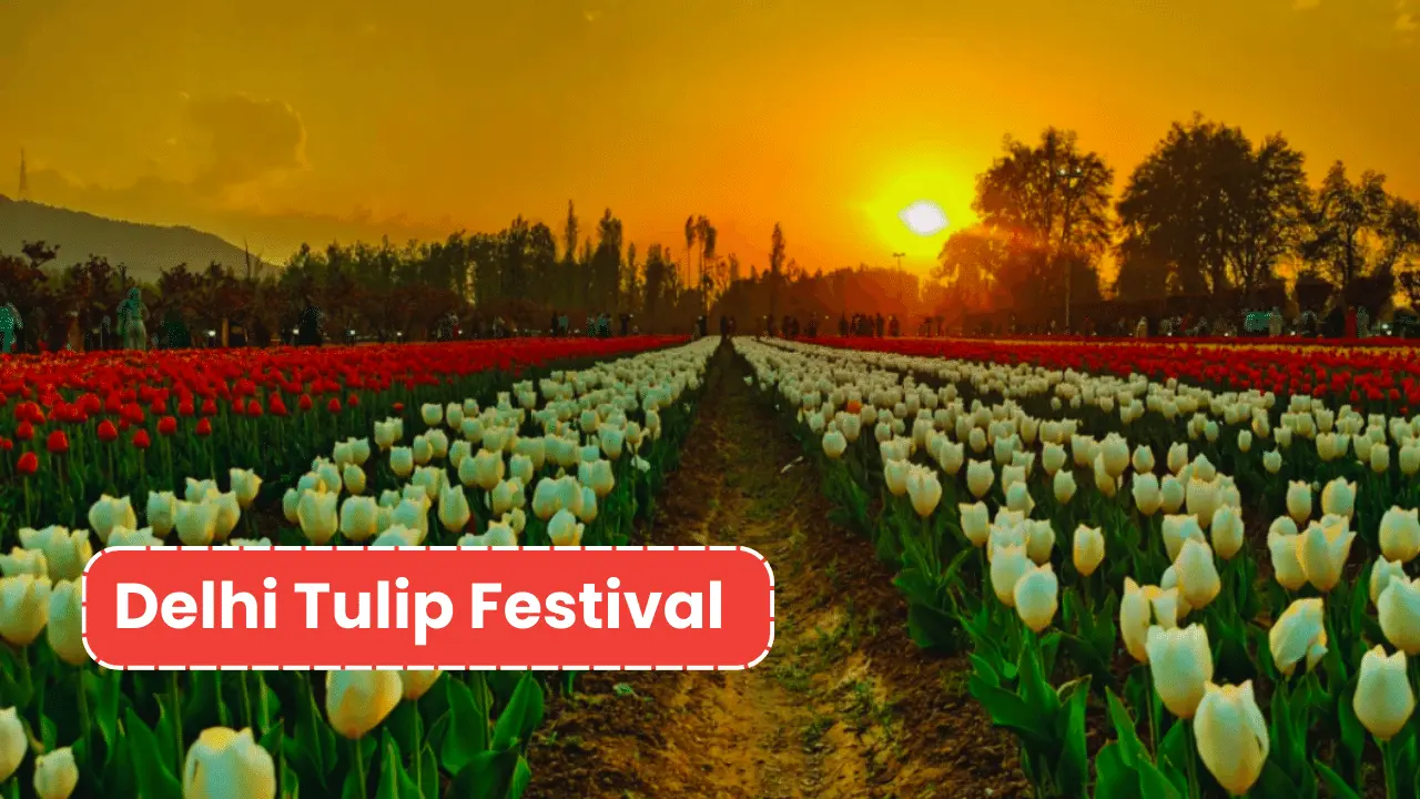 Tulip Festival Delhi 2024 Tickets Price, Venue, Timings and More!